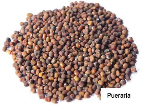 Seed